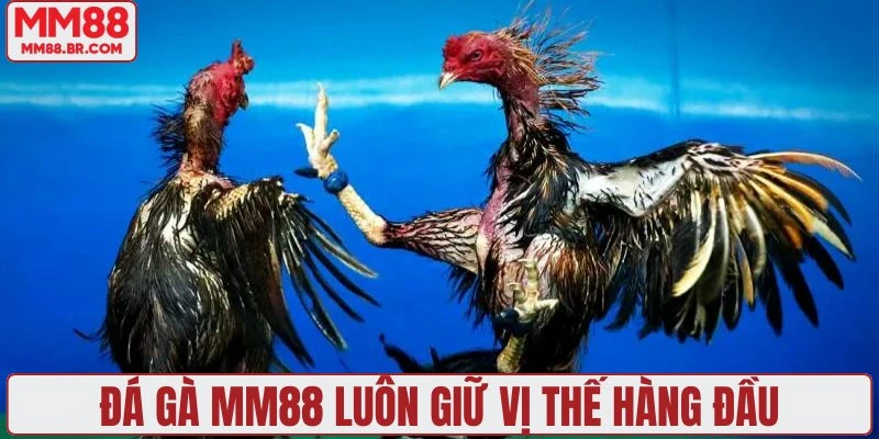 Đá gà MM88 luôn giữ vị thế hàng đầu
